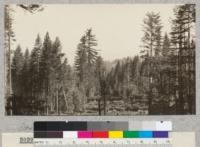 Punch Bowl Sale. Advance reproduction after logging - sugar pine seed trees and white fir reproduction. 1925. Stanislaus Forest