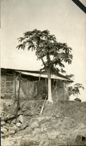 722. Panama: papaya tree