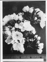 Burbank cherry blossom clusters with ruler at bottom, March 21, 1931