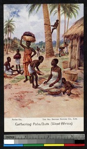 Harvesting palm nuts, Africa, ca.1920-1940