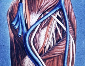 Illustration of dissection of right cubital fossa to show the joint capsule and surrounding vessels & nerves