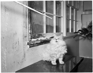 Heroic cat (saves family from fire), 1953