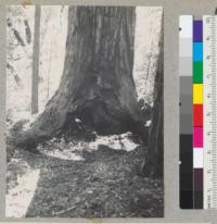 Redwood "goosepen." Tree stands on two "legs," with sunlight lighting up ground below tree. Diameter about 5' at breast height. On split products road east and above Williams Grove. 4-13-38, E.F