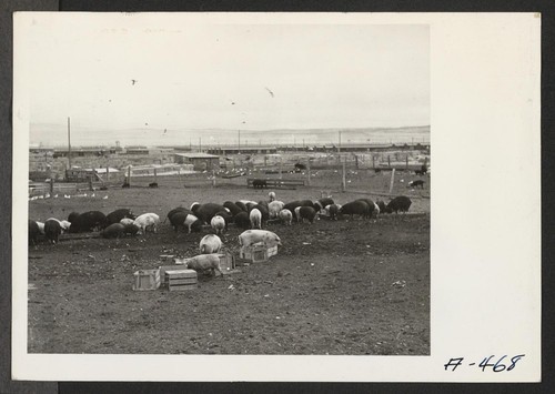 A close up of hogs eating garbage at the temporary location of the hog farm. The garbage is brought to the farm by truck from the center. Photographer: Stewart, Francis Newell, California