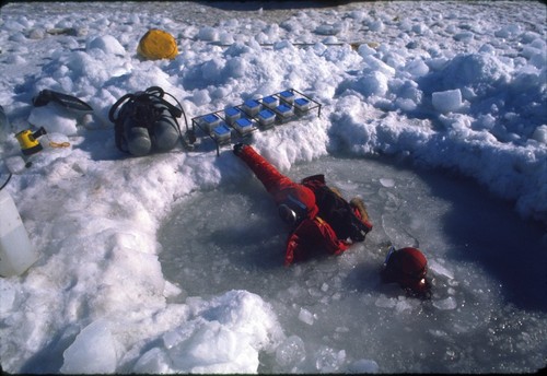 Scuba divers with bins, used during Paul Dayton's benthic ecology research project. near McMurdo Station, Antarctica. 1970s