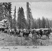 "Hauling Logs [Near] Lake Tahoe"