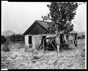 Exterior view of an abandoned cabin of the gold rush in Mulberry, ca.1930