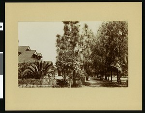 Homes along a tree-lined street in Rialto, ca.1907