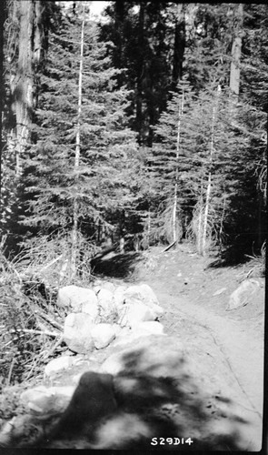 Trails, timber area traversed about station 190