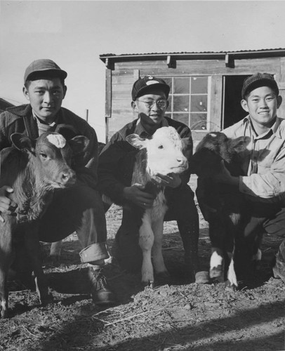 [Three high school agriculture students with their calves at Granada incarceration camp]