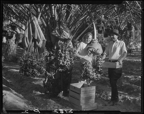 Mrs. Jack Pfister and A. Boyd Mewborn in date palm orchard, Indio, 1931-1948
