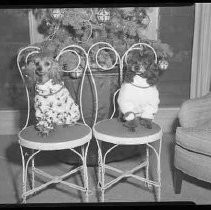Two poodles posed for a Christmas card