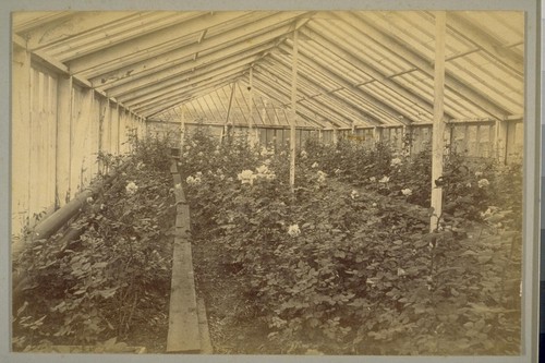 G. B. Jones' La France Rose House, Sausalito, March 1888