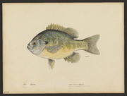 Blue sunfish (Lepomis pallidus Mitchell)