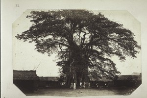 "Akropong, banyan tree (Ficus umbellata)