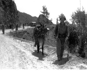 Marines and horses in Korea