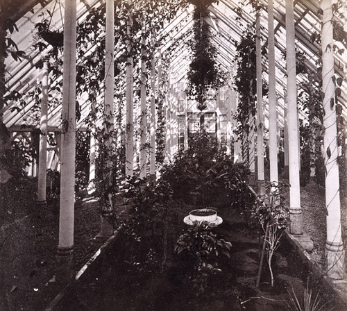 422. Residence of R. B. Woodward, San Francisco--Interior of Conservatory