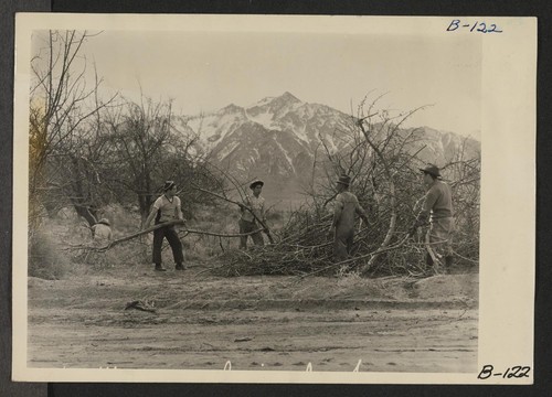 Manzanar, Calif.--Evacuees clearing brush to enlarge this War Relocation Authority center which will house 10,000 evacuees of Japanese ancestry for the duration. Photographer: Albers, Clem Manzanar, California