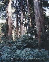 Trees in Muir Woods, 1970