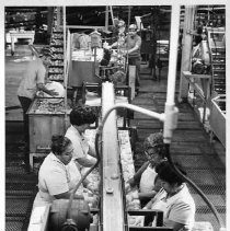 View of the production line at the Del Monte Cannery. Women are sorting and slicing peaches