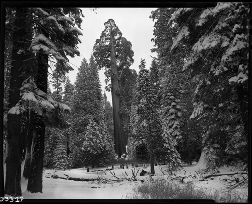 General Grant Tree, in snow. Giant Sequoia Winter Scenes
