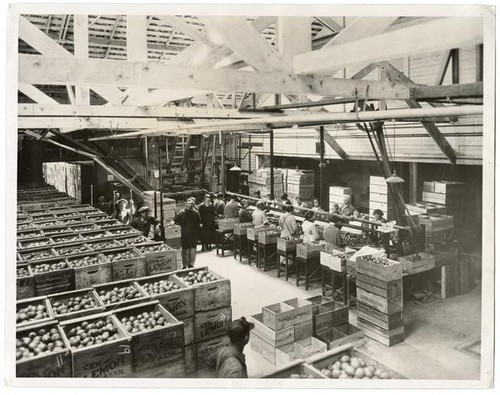 Women workers in a lemon packing house at Villa Park, California, circa 1925
