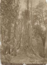 "Giant Among The Big Basin Redwoods, 25 ft Diam."
