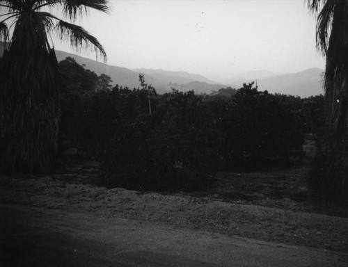 Glendora lemon grove and palms
