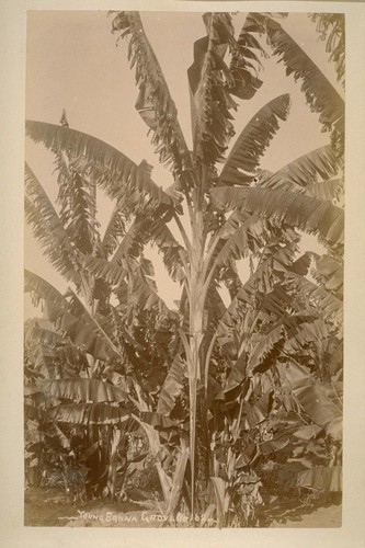 Young Banna [i.e. Banana] Grove, no. 162