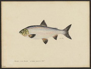 Blackfin of Lake Michigan (Leucichthys nigripinnis Gill)