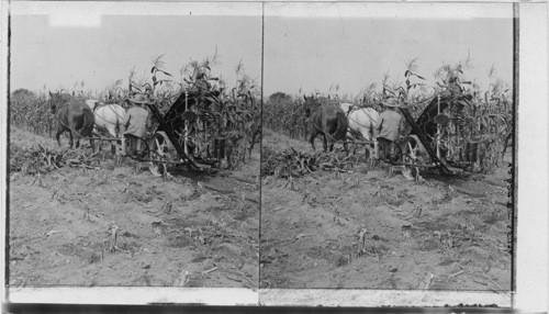 Twentieth Century Harvesting Machine - cutting and binding corn in a Michigan farmers field. Michigan