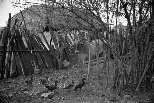 Animals standing in the village, San Basilio de Palenque, 1977