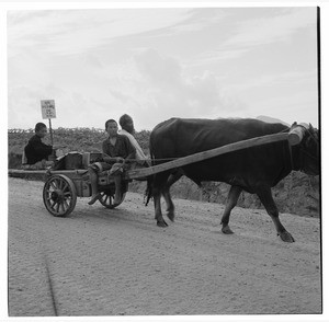 Elderly man and two boys riding an ox cart, Korea