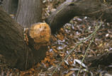 Beaver-felled willow