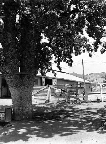 Horses at Potrero Ranch