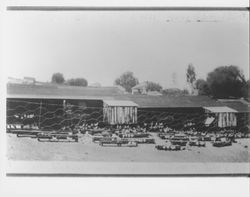 Chicken farm near Petaluma, California, , July 5, 1920