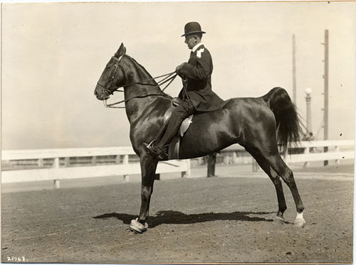 [Society Horse Show at Panama-Pacific International Exposition]