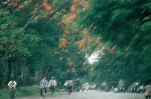 Flame trees in flower in Hue, Thua Thien-Hue Province