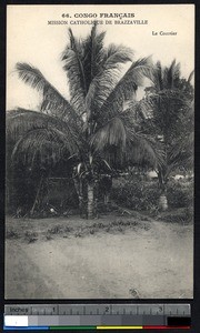 Children climbing for coconuts, Brazzaville, Congo Republic, ca.1900-1930