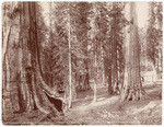 Mariposa Grove of Big Trees, Cal., 0384