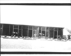 Chickens in front of a chicken coop, Petaluma, California, about 1925