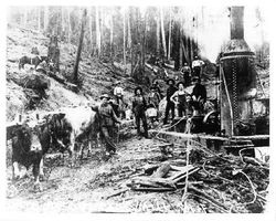 Employees of Duncan's Mills sawmill using a Dolbeer donkey steam engine to haul cut redwood trees, 1908