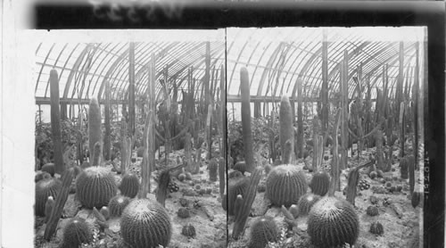 The Cactus Room in Phipps Conservatory. Schenley Park. Pittsburgh, Pa