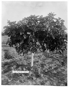 A fig tree in an orchard, California, ca.1880-1940
