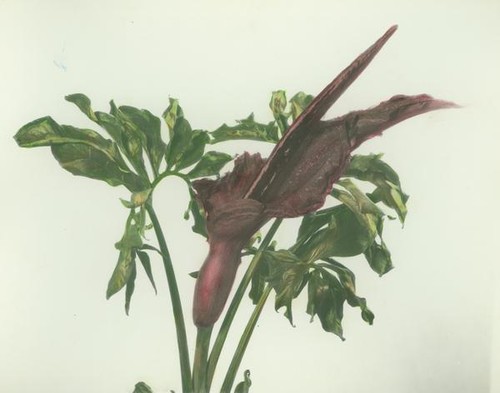 Red brown arum-like flower