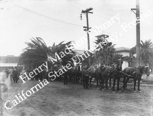 Unloading large palm tree at southeast corner of Avenue of Palms