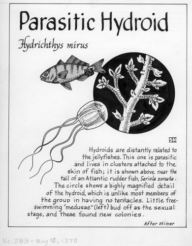 Parasitic hydroid: Hydrichthys mirus (illustration from "The Ocean World")