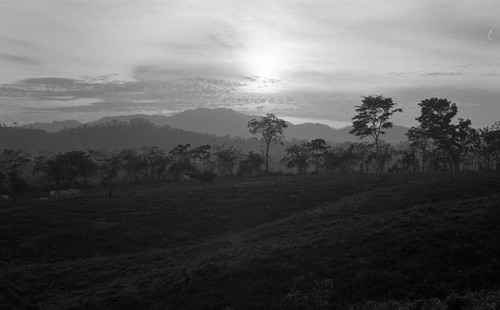 Cattle herd grazing on a hill, San Basilio de Palenque, 1976