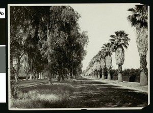 View of Magnolia Avenue in Riverside, with railroad tracks to the left, ca.1900