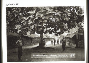 Bread-fruit tree in Mukono. (Barombi st